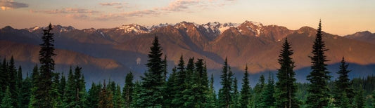 Mountains and a forest